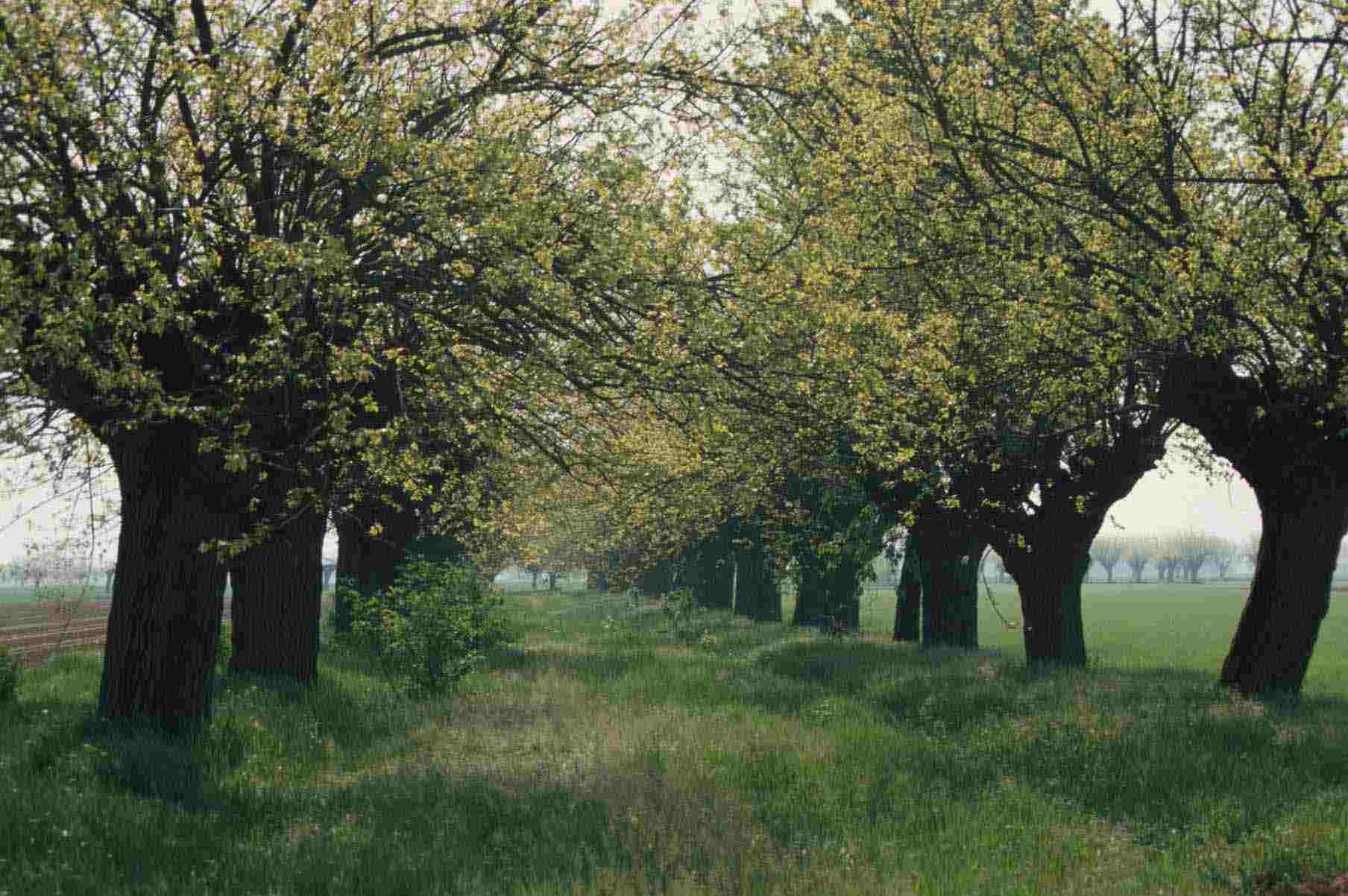 Gelsi secolari (Morus alba) presenti nelle campagne astigiane