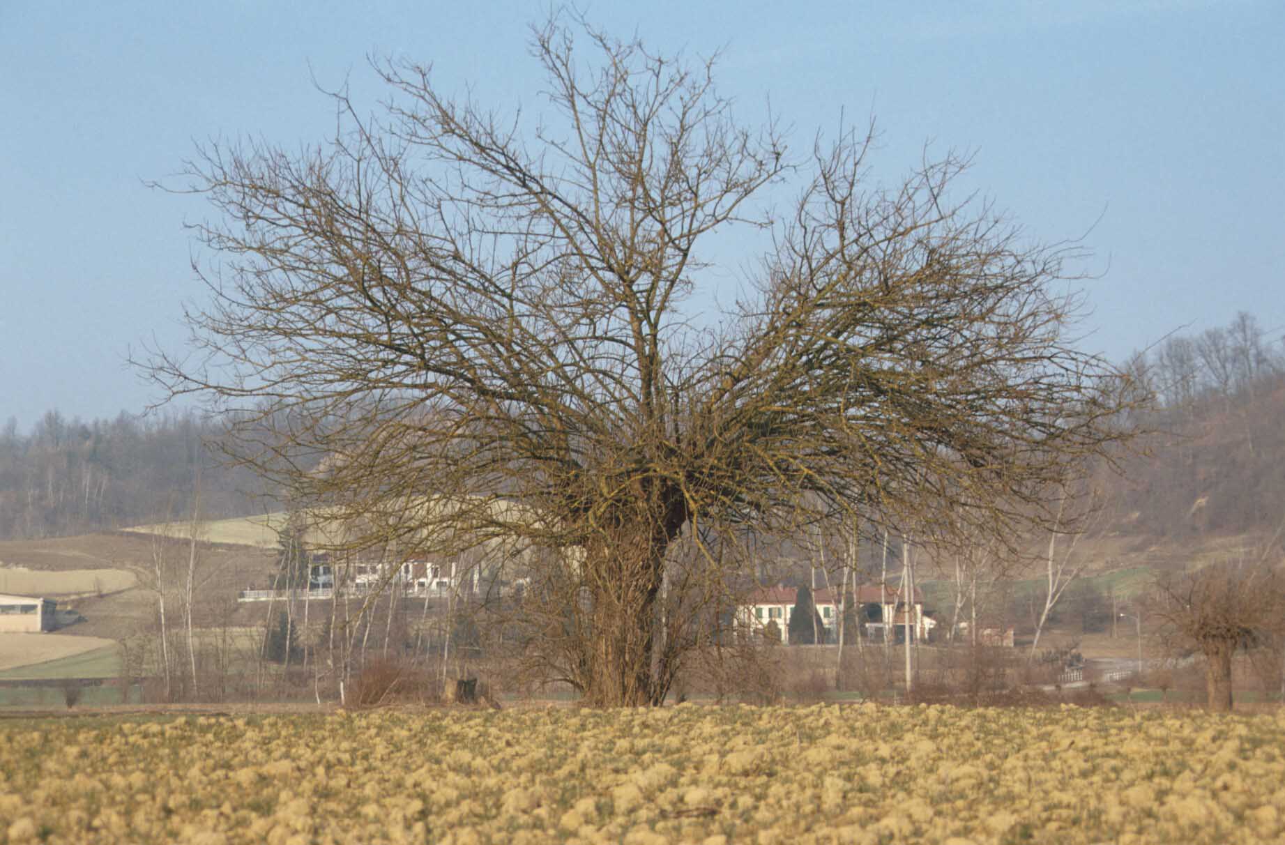  Gelso monumentale presente nelle campagne astigiane.