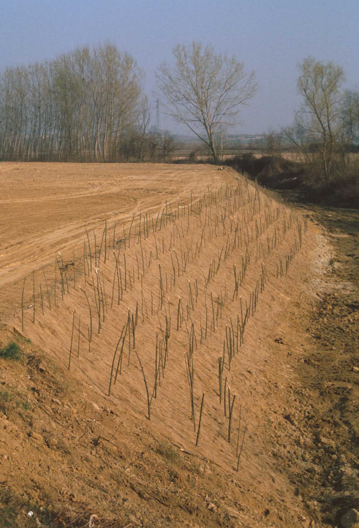 Corso d'acqua sottoposto ad interventi di ingegneria naturalistica delle sponde.