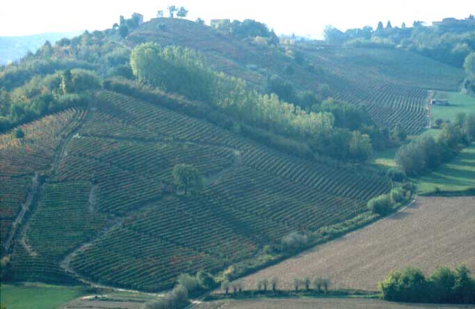 Paesaggio viticolo astigiano