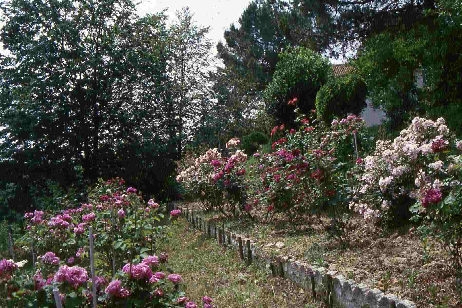  Veduta dello straordinario Roseto "La Sorpresa" di Serra Perno a Castell Alfero.