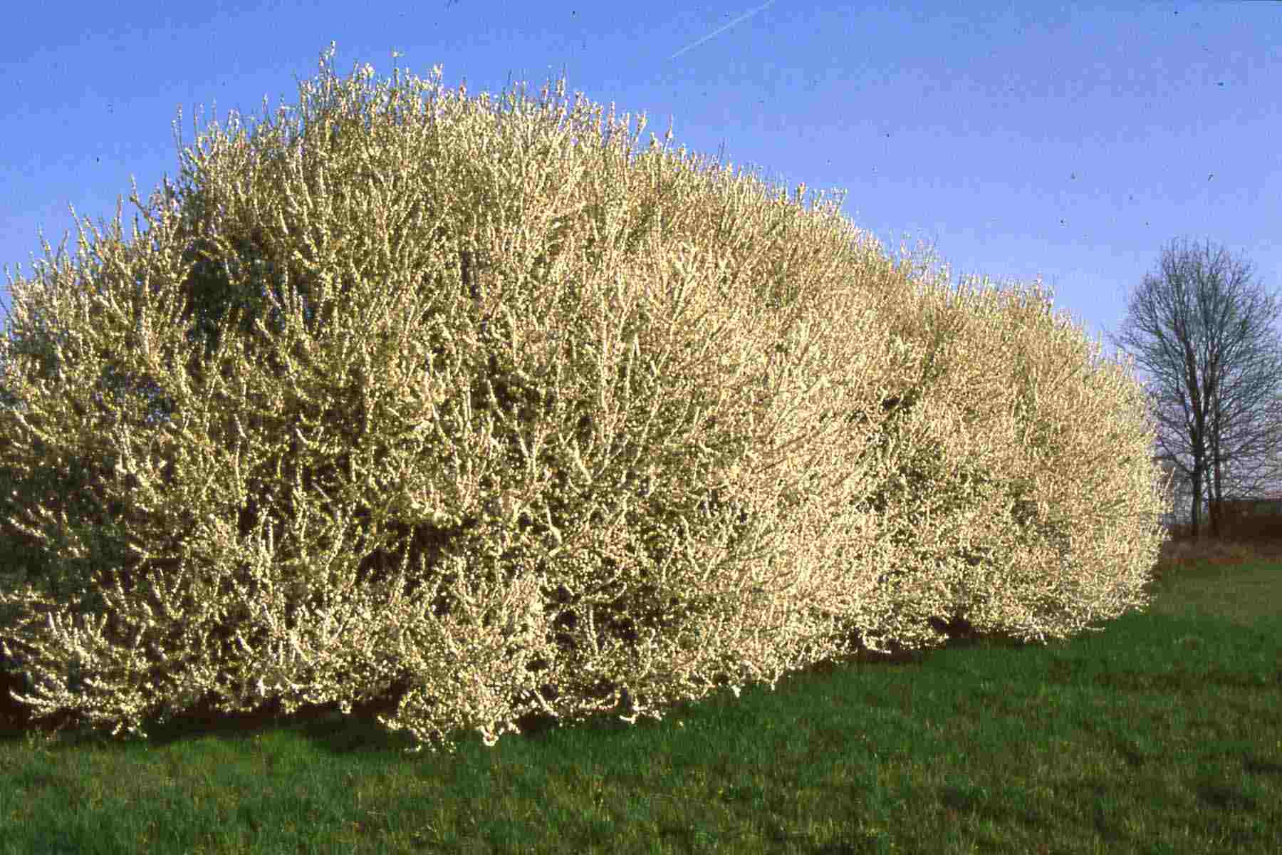 Folta siepe di prugnolo (Prunus spinosa) nella campagna astigiana