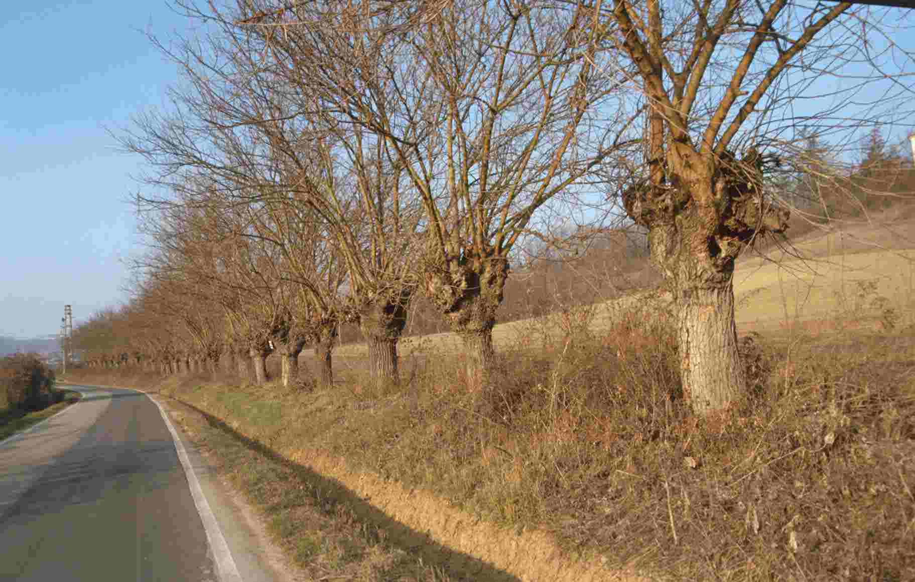 Viale di gelsi ad Asti