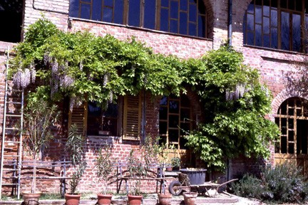  Copiose fioriture del glicine (Wistaria sinensis) sulla facciata in mattoni del rustico 
