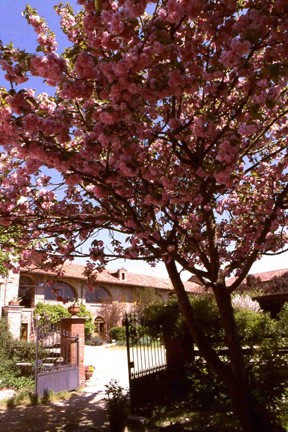 Vivace fioritura del Prunus serrulata presente nel giardino antistante la villa.