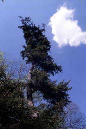 Svettante esemplare di Pinus procera, presente  nel parco.