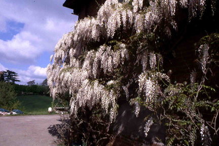 Lunghi grappoli  fioriti della cultivar a fiore bianco del glicine (Wistaria sinensis cv 'Alba').