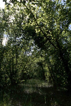 Suggestiva galleria  verde, ottenuta grazie alle alte fronde dei noccioli (Corylus avellana) presenti nei coltivi circostanti il giardino.