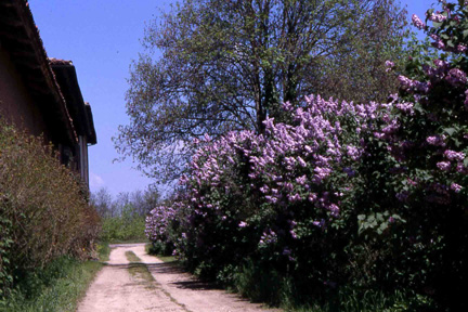  Viale di accesso al giardino di Casa Bonaccorsi, delimitato dalle colorate e profumatissime  fioriture del lillà (Syringa vulgaris).