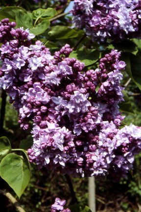 Dettaglio dell'infiorescenza del lillà (Syringa vulgaris).