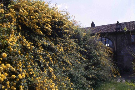 Fioritura primaverile della Kerria japonica, formante una decorativa spalliera nelle tinte del giallo.