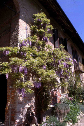 Copiose fioriture del glicine (Wistaria sinensis) sulla facciata in mattoni del rustico