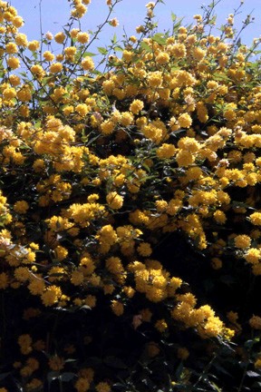 Dettaglio dei fiori della Kerria japonica.