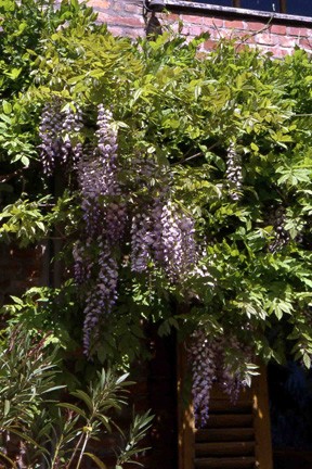 Lunghi grappoli  fioriti del glicine (Wistaria sinensis).
