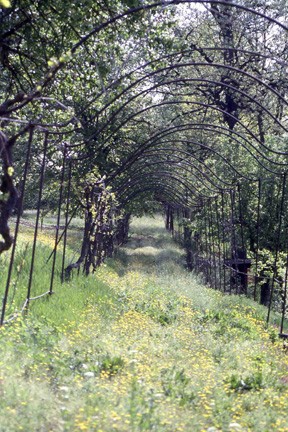 Galleria di vite, pensata come efficace elemento di arredo  nel giardino di  Casa Borello.