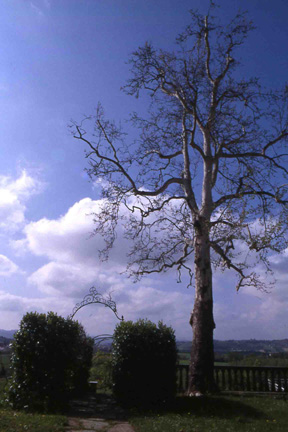 Bell'esemplare di platano presente d'innanzi alla villa con sullo sfondo la città di Asti.