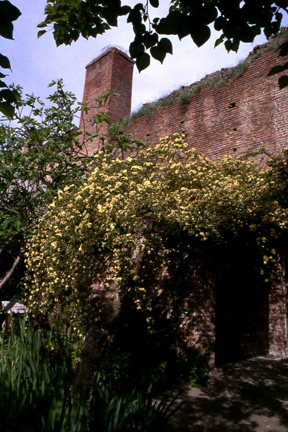 Veduta dal giardino delle mura medioevali della Città di Asti con in primo piano una sorprendente fioritura di Rosa banksiae lutea.