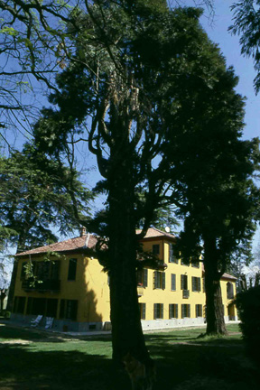 Monumentali esemplari di Calocedrus decurrens presenti nel giardino di Casa Piozzo di Rosignano