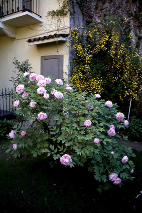 Le eleganti fioriture primaverili delle peonie (Paeonia suffruticosa) costituiscono un motivo di notevole attrazione nel giardino di Casa Quirico.
