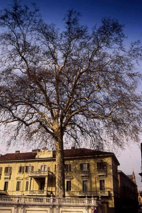 Veduta del Platano monumentale (Platanus x acerifolia) di Palazzo Alfieri ad Asti.