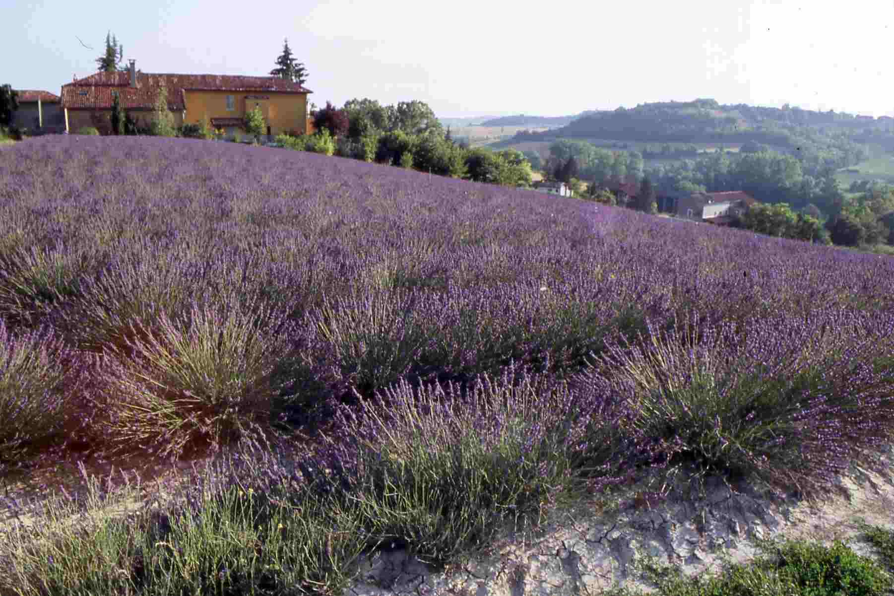 Campo "artistico" di lavanda nel Monferrato (Zanco di Villadeati)