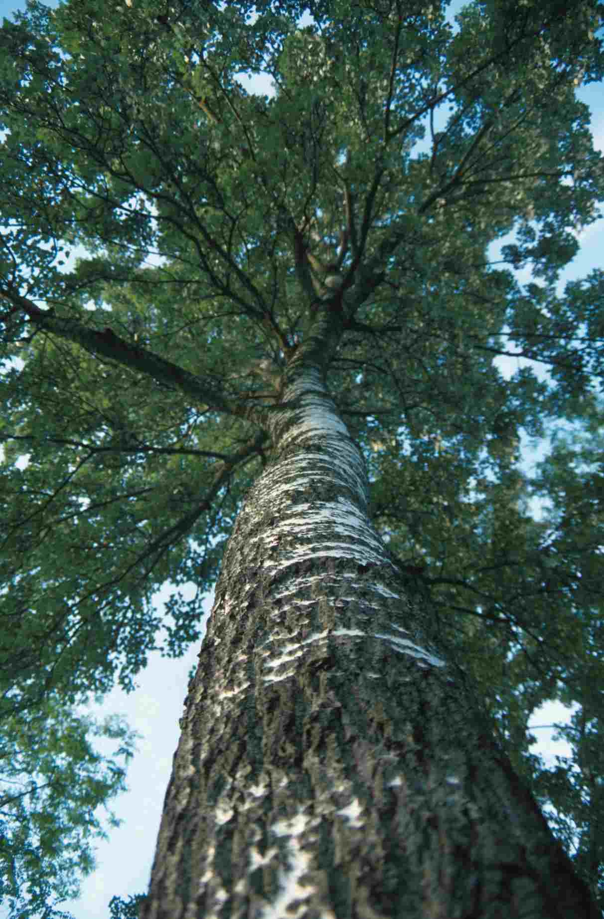 Pioppo bianco (Populus alba)