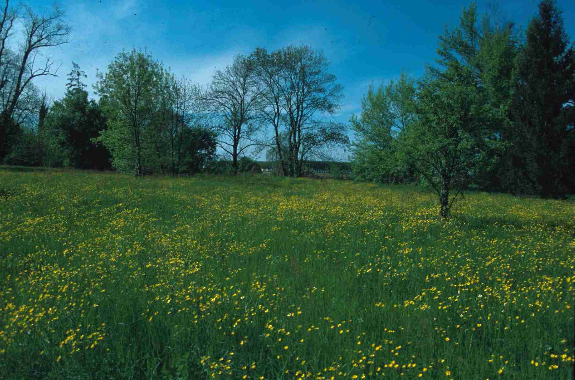La bellezza della Natura in un comune prato  fiorito (Pomaro Monferrato AL).