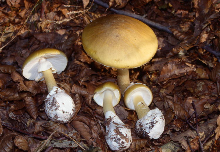 Amanita phalloides Fungo velenoso mortale (Foto - Mario Filippa). 