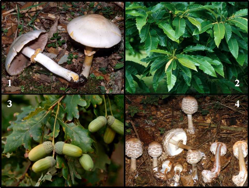 1)Corpo fruttifero di  Agaricus xanthoderma [Foto di Fabio Padovan]; 2 e 3) Dettaglio del fogliame del Castagno e della Quercia; 4) Corpo fruttifero di  Macrolepiota rachodes [Foto di Fabio Padovan].