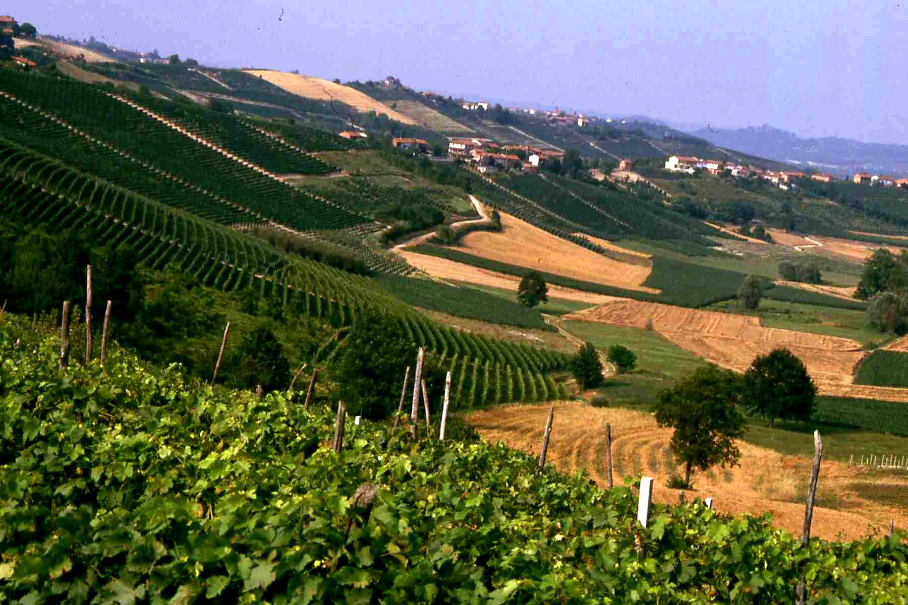  Veduta dello straordinario paesaggio agrario di San Martino Afieri,in cui è incastonata la Cappella della S.S. Vergine Assunta.