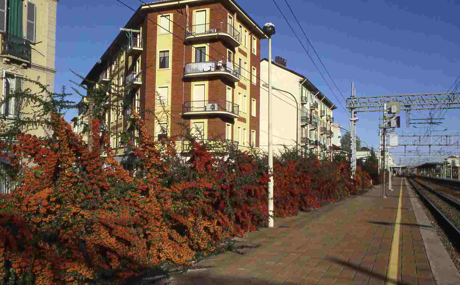 Coloratissima siepe di Pyracantha coccinea presente lungo i binari della stazione ferroviaria di Asti.