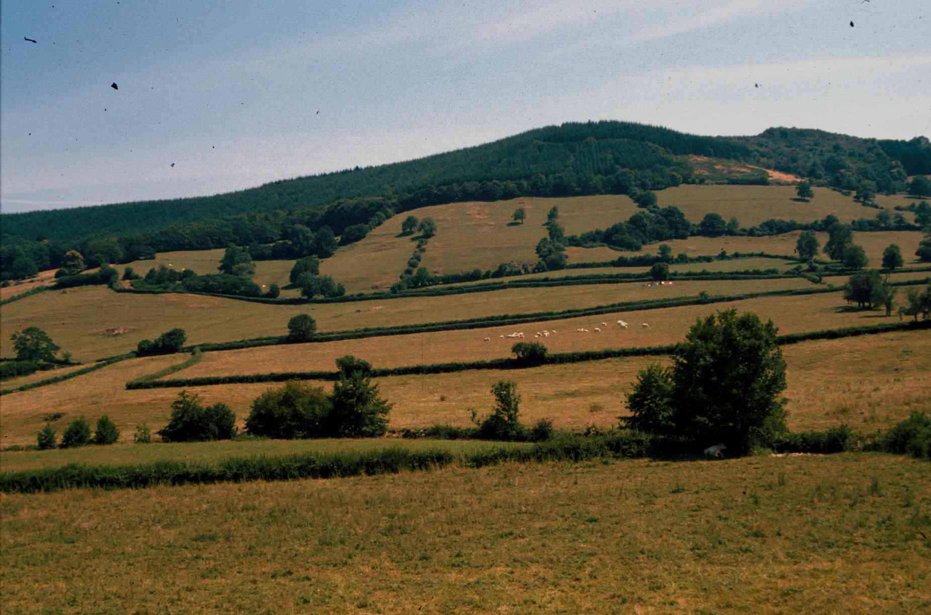 Veduta della pittoresca campagna inglese dallautobus: un mezzo privilegiato per apprezzare il paesaggio!
