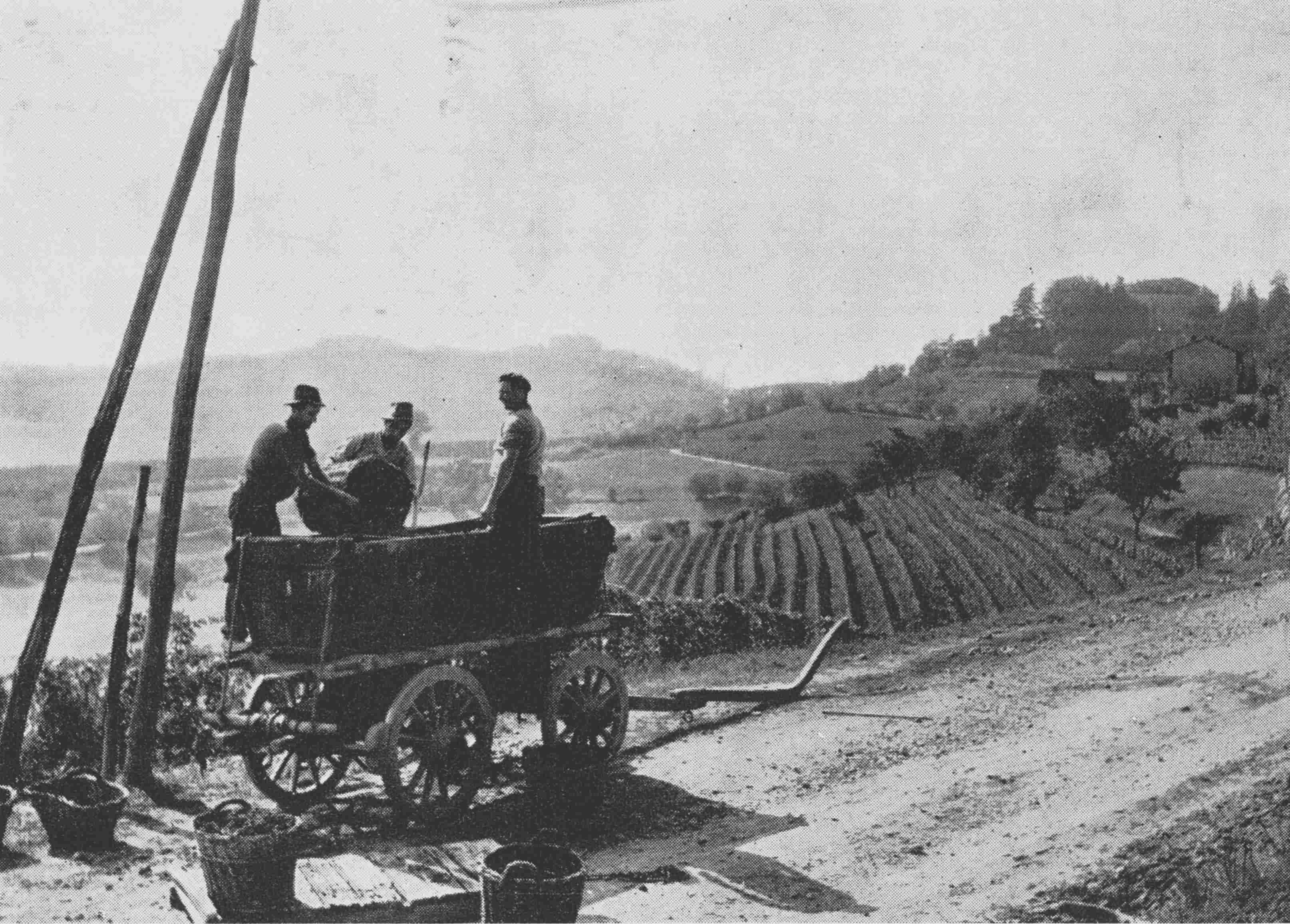 Foto d'epoca delle operazioni di vendemmia presso la cascina Tanarella a San Martino Alfieri