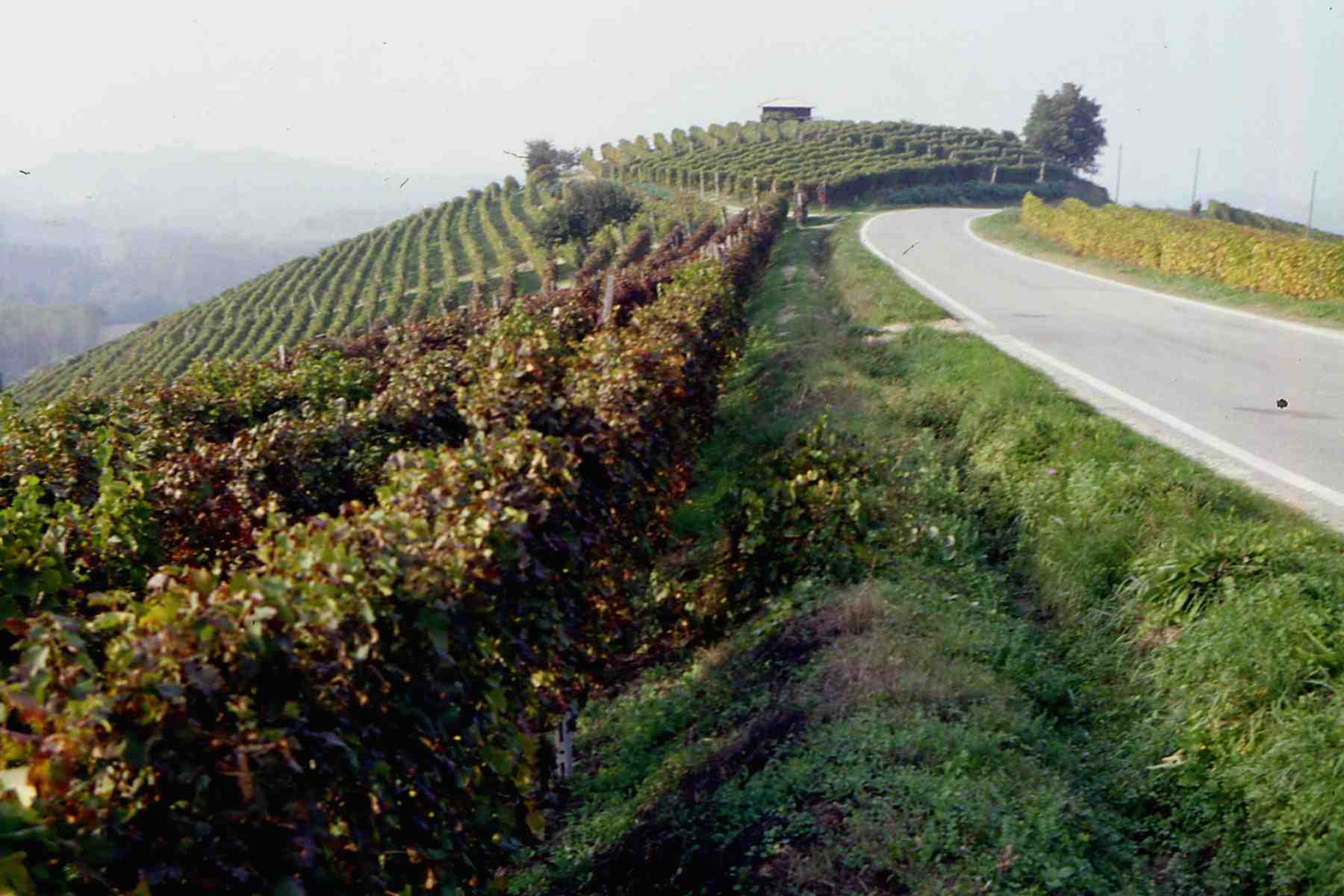 Territorio collinare astigiano fortemente connotato dalla secolare coltivazione della vite (Coazzolo)