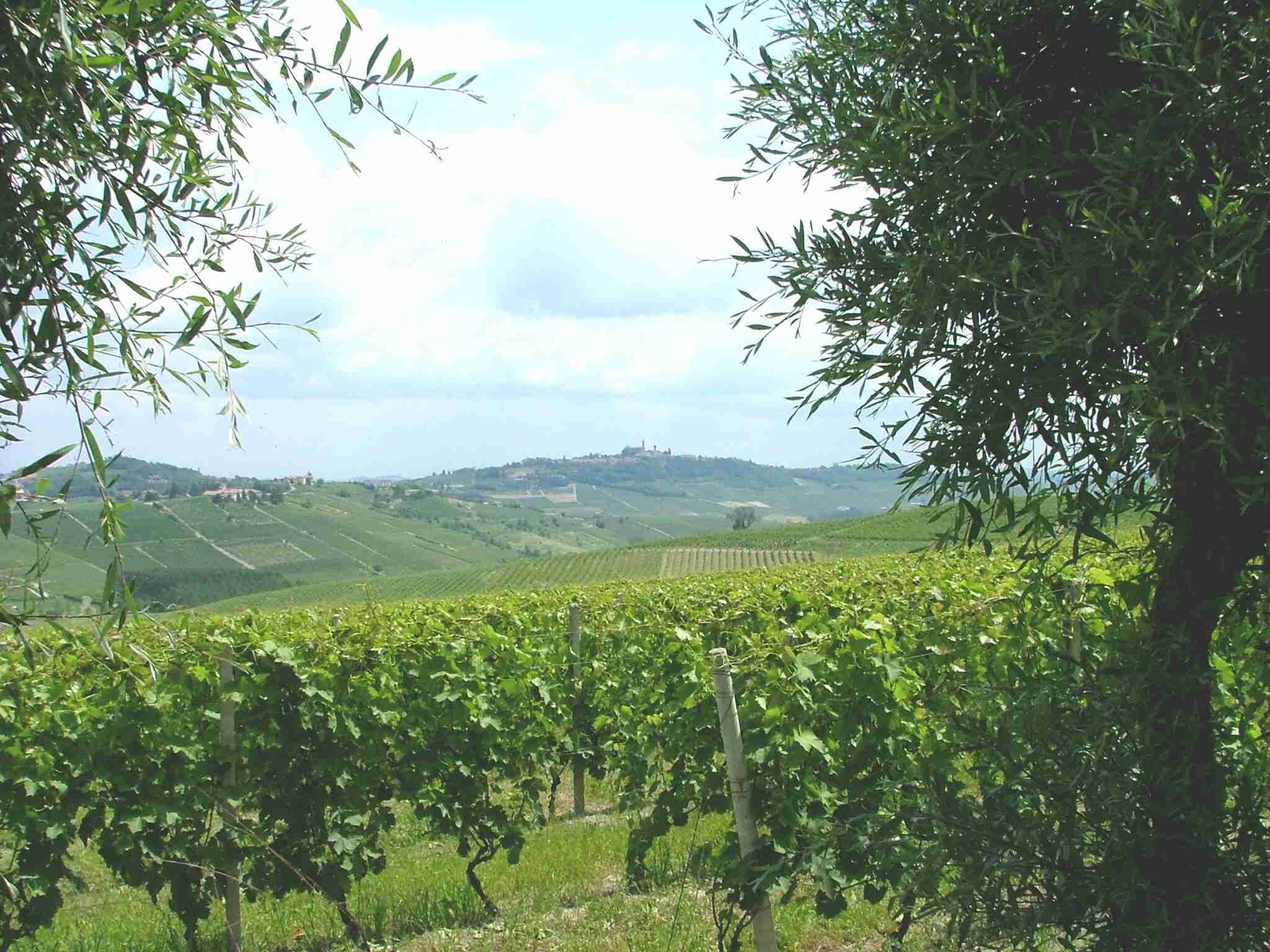 Paesaggio viticolo tra Canelli e Moasca.