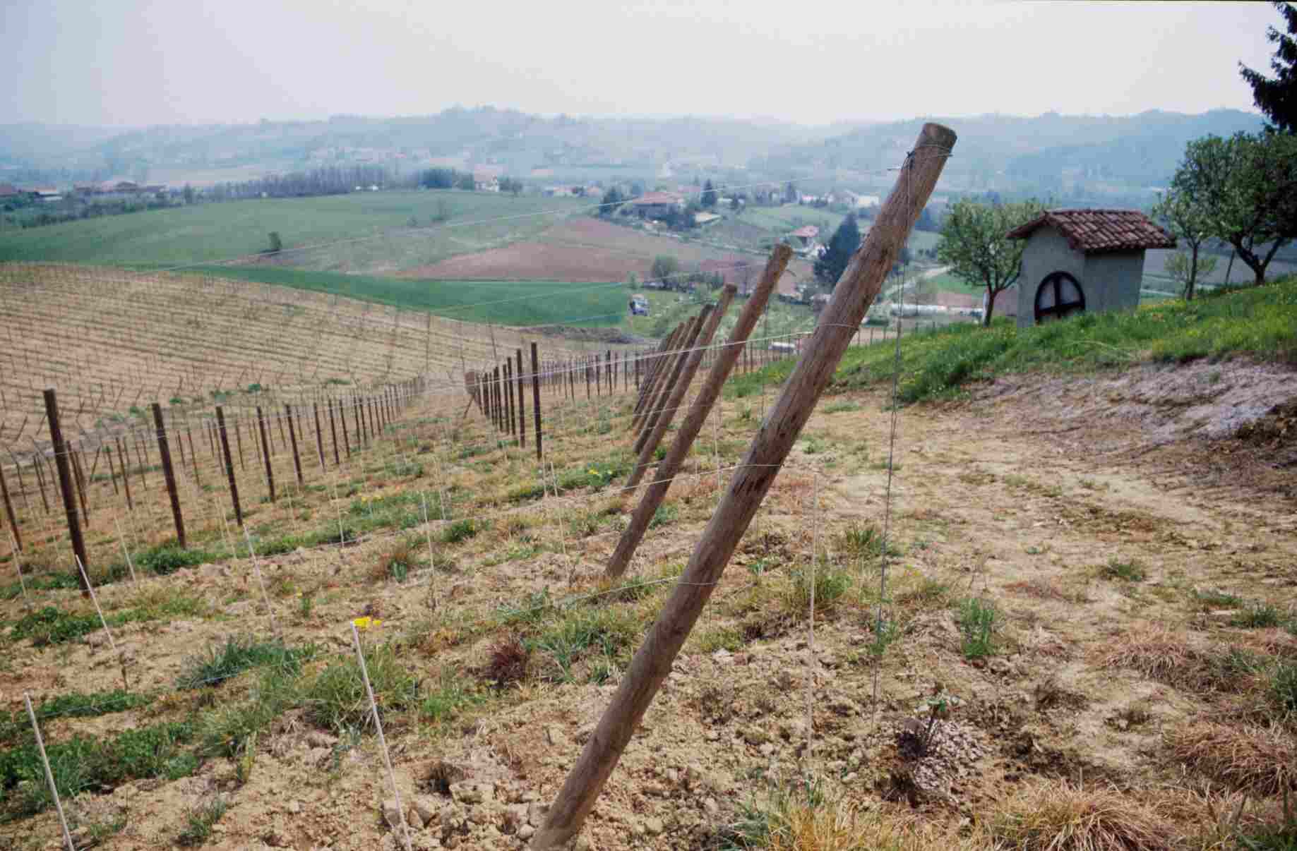 Veduta di un vigneto di recente realizzazione a Portacomaro