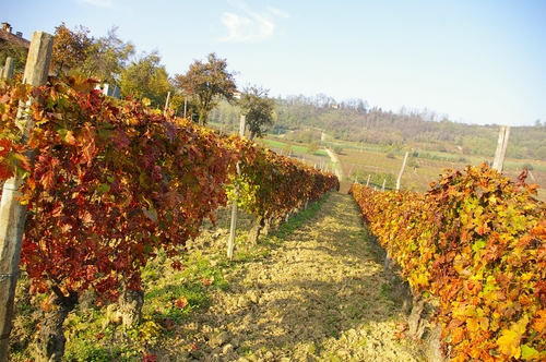 Vigneto di Costigliole d