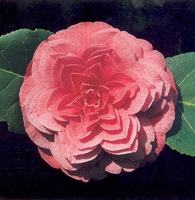 Fiore di Camelia (Camellia japonica)