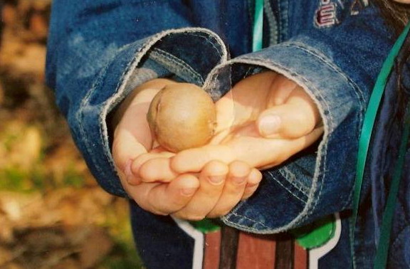 Galla di quercia in mano ad un bambino