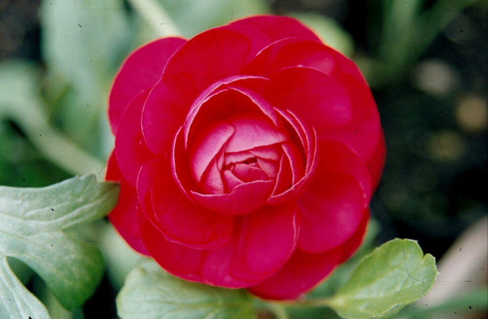 Fiore di ranuncolo (Ranunculus asiaticus)