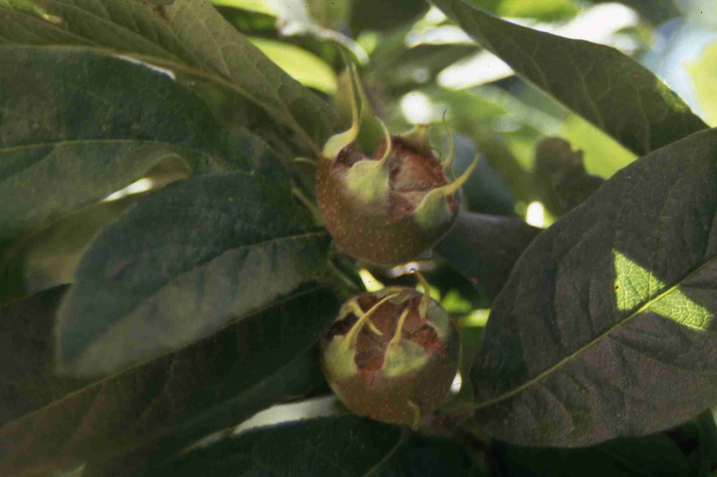 Frutto di nespolo (Mespilus germanica)