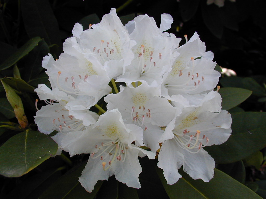 Fiore di rododendro (Rhododendron spp.)