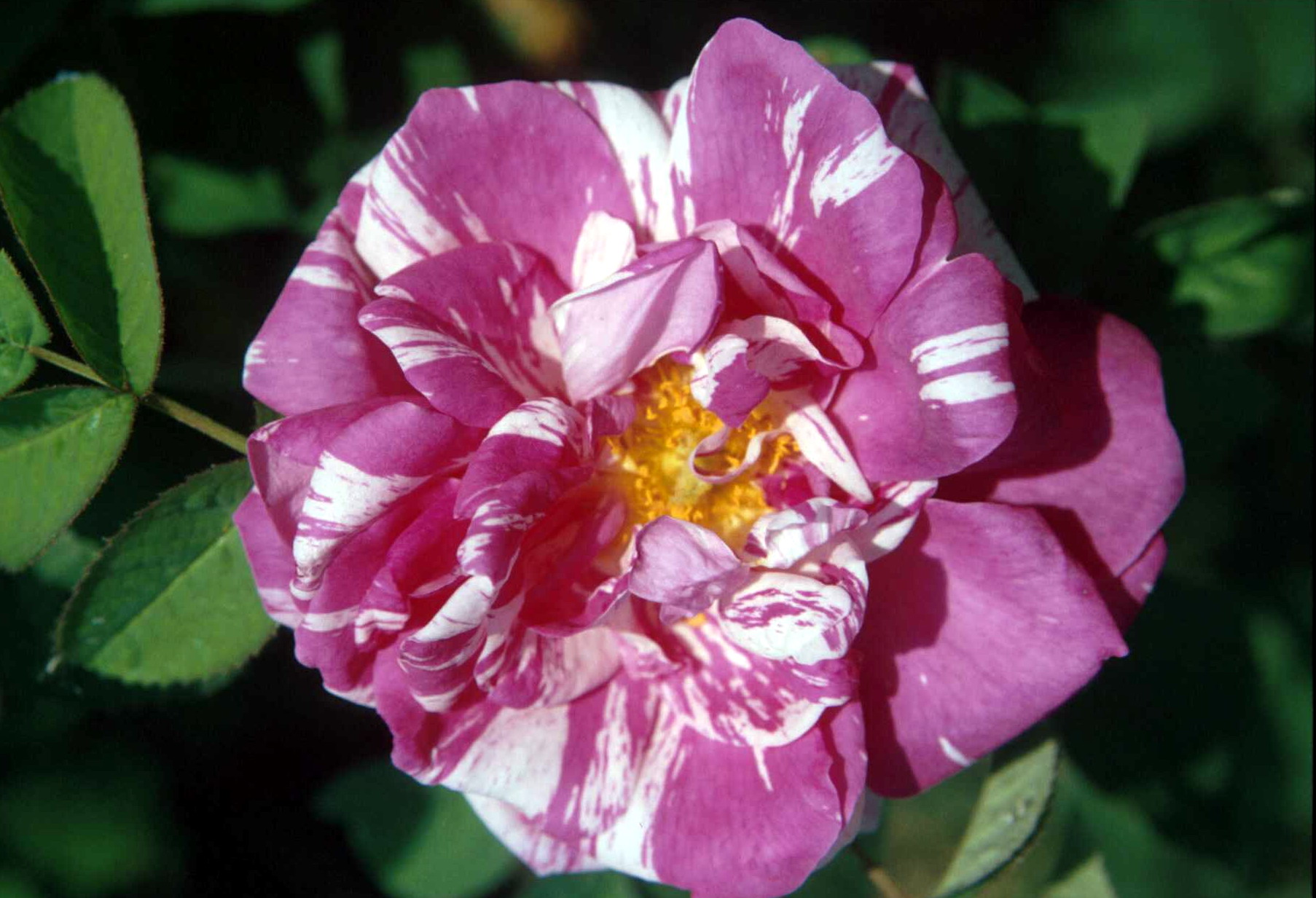 Fiore di Rosa gallica officinalis