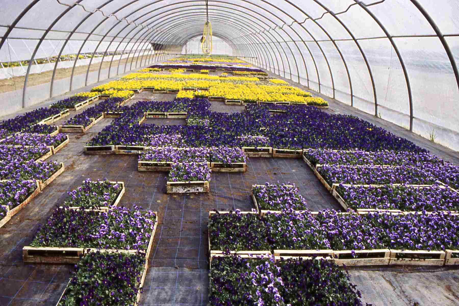Tunnel di coltivazione di annuali (Viole e primule)