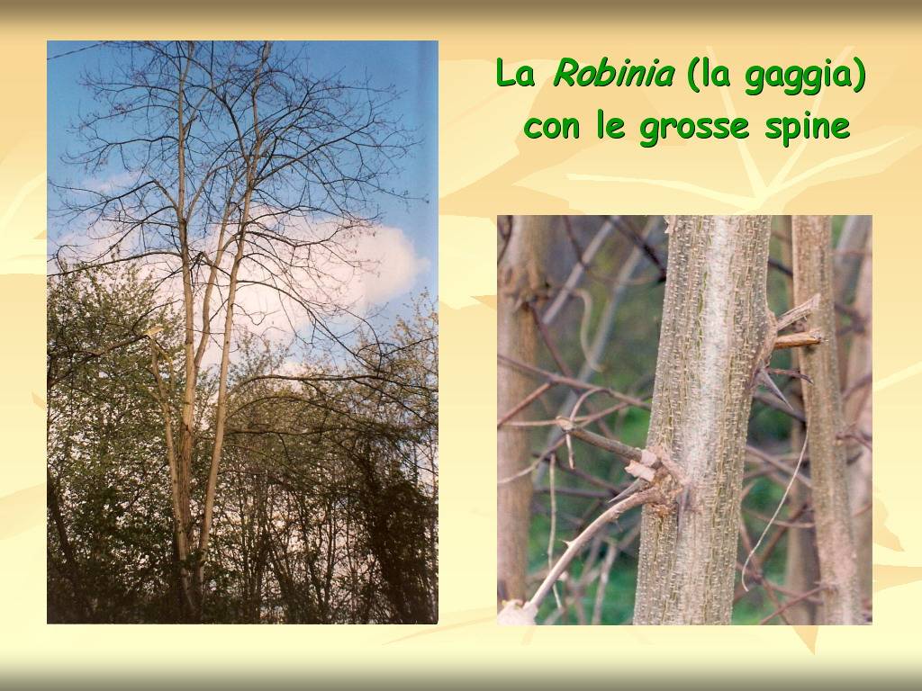 Progetto di Educazione Ambientale "Territorio, Paesaggio, Patrimonio naturale dell