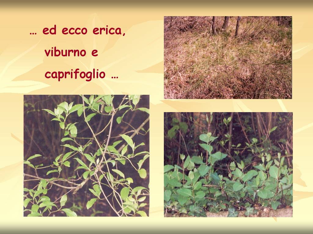 Progetto di Educazione Ambientale "Territorio, Paesaggio, Patrimonio naturale dell