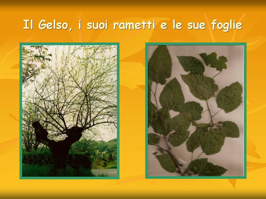 Progetto di Educazione Ambientale Territorio, Paesaggio, Patrimonio naturale Astigiano e nel Monferrato "DAL GELSO ALLA SETA"