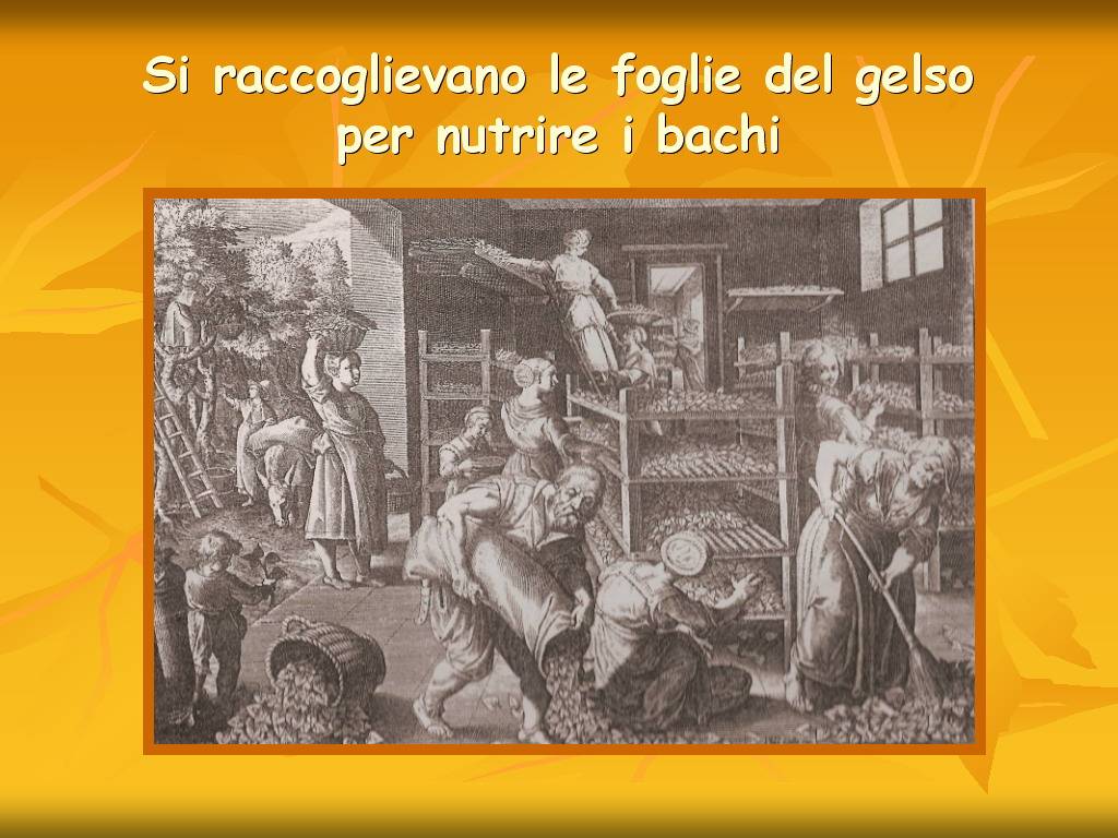 Progetto di Educazione Ambientale Territorio, Paesaggio, Patrimonio naturale Astigiano e nel Monferrato "DAL GELSO ALLA SETA"