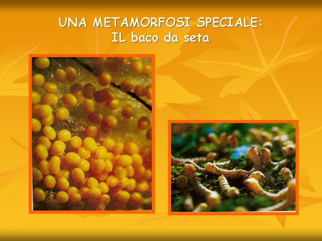Progetto di Educazione Ambientale Territorio, Paesaggio, Patrimonio naturale Astigiano e nel Monferrato "DAL GELSO ALLA SETA"