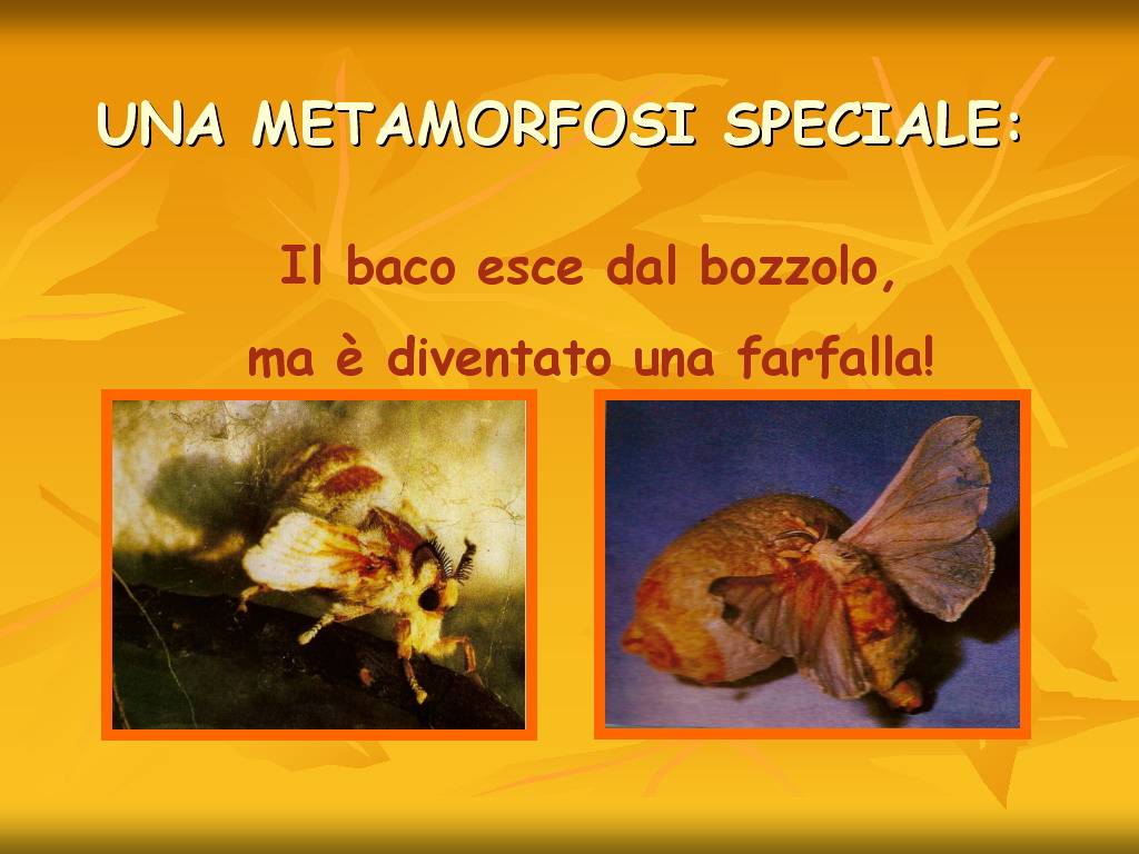 Progetto di Educazione Ambientale Territorio, Paesaggio, Patrimonio naturale Astigiano e nel Monferrato "DAL GELSO ALLA SETA"